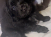 2 beautiful puppies