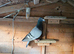 Racing pigeons