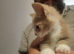 Maine coon cross kittens