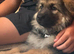 2 young german shepherds looking for new postcodes