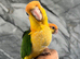 Hand-Rearing Friendly Baby Super Tame Caique Parrot