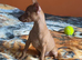 Beautiful Miniature Pinscher Boy