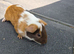 Baby male guinea pigs