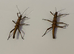 2 Stripped spiny stick insects (Tisamenus napalaki "Palaui")