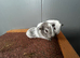 Baby guinea pigs pairs