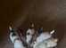 Jack Russell puppies