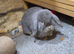 Mini lop buck