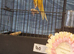 Top quality yorkshire canary