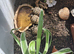Last few remaining, Baby Hermann Tortoises