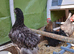 4 x chickens