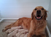 Golden Retrievers - Ready Sep 6th