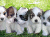 KC Reg Pedigree Lhasa Apso