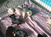 Minature yorkie pups for sale