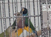 Gouldion finches.