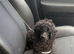 10 weeks old mini poodle male