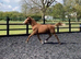 WB x TB sport horse yearling filly