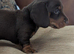 Dachshund