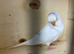 Female budgies