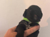 Beautiful Shih Tzu cross Lhasa Apso puppies