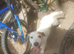 Jack russell perfect example