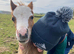 Welsh section A Chesnut filly foal- AVAILABLE AT WEANING