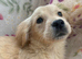 Golden retriever pups