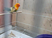 Proven breeding pairs  lovebirds for sale
