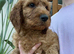 READY TO LEAVE Irish Doodle Puppies