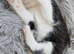 1 female kitten looking for her new forever home