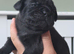 5 FRENCH BULLDOG X LABRADOR puppies