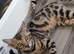 Purebred Bengal kittens TICA registered in Essex