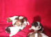 Litter of 5 x Small Jack Tzu Puppies 4 Girls 1 Boy