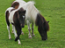 Registered shetland colt foal