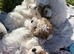 Gorgeous Maltipoo petite boys are ready for new homes