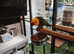 Jenday conure 11mth old