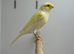 Canaries