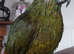 Blue. Fronted Amazon