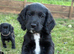Ready to Leave KC Registered Cocker Spaniel Puppy For Sale