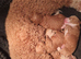 Cavapoo puppies