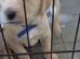 Goldador puppies