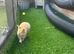 Mini lop baby rabbit !!