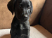 Beautiful Black Labrador Puppies
