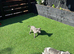 Whippet pups
