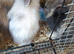 Baby rabbits