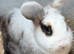 4 female rabbits