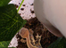Baby crested gecko