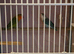 Lovebird pair