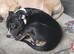 Loving dog mixed breed 2 years old