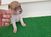5 beutyful jack russle puppys
