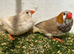 Black breasted orange x triple orange zebra finch
